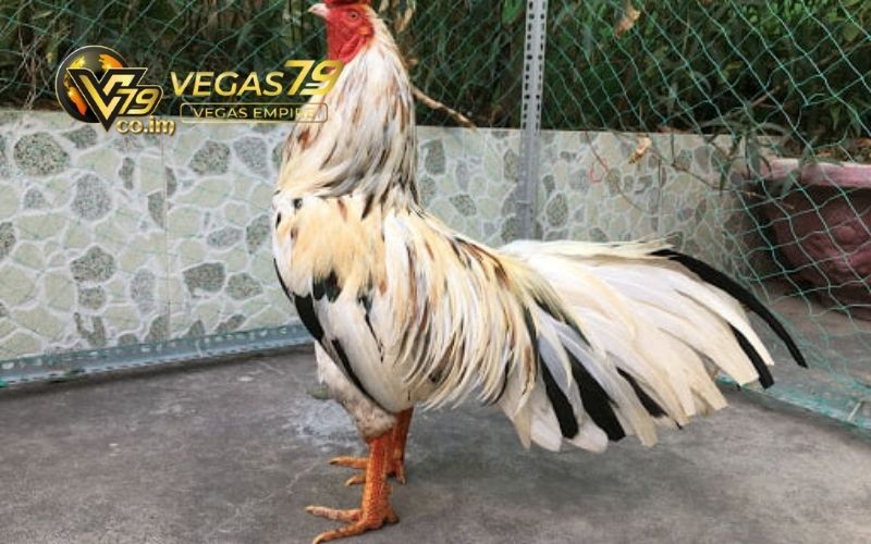 đá gà trực tiếp thomo hôm nay