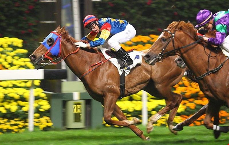 Các hình thức cá cược Đua Ngựa phổ biến