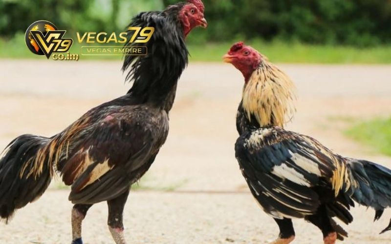 mẹo xem tướng gà đá